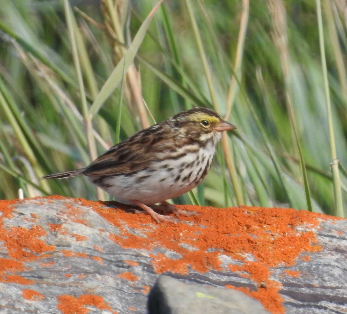 Savannah Sparrow - Brent Murphy