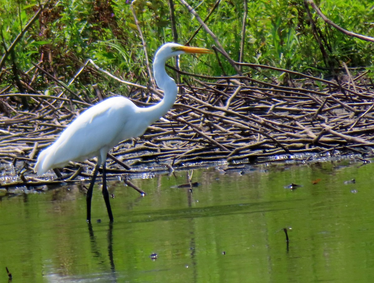 Great Egret - Charles Henrikson