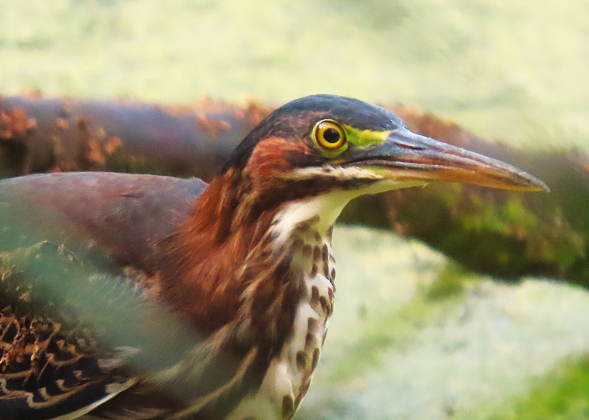 Green Heron - ML622049186