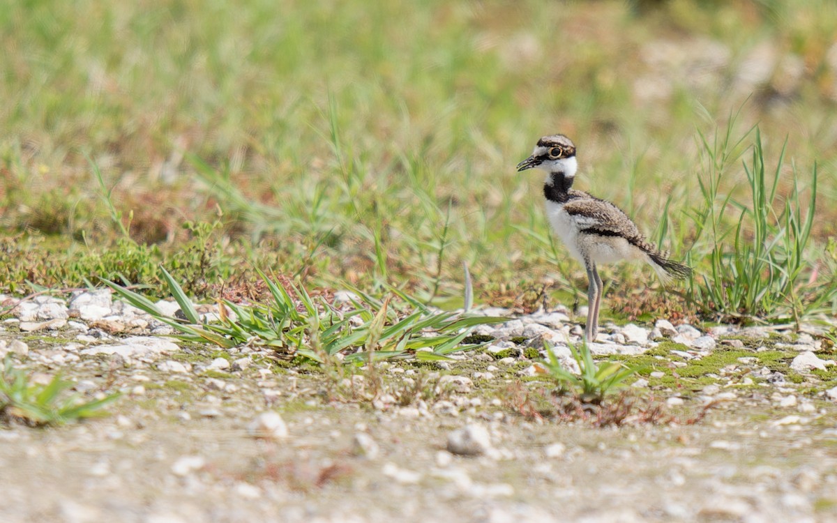 Killdeer - ML622049187