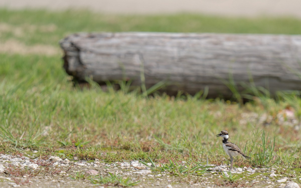 Killdeer - KMJ Bird