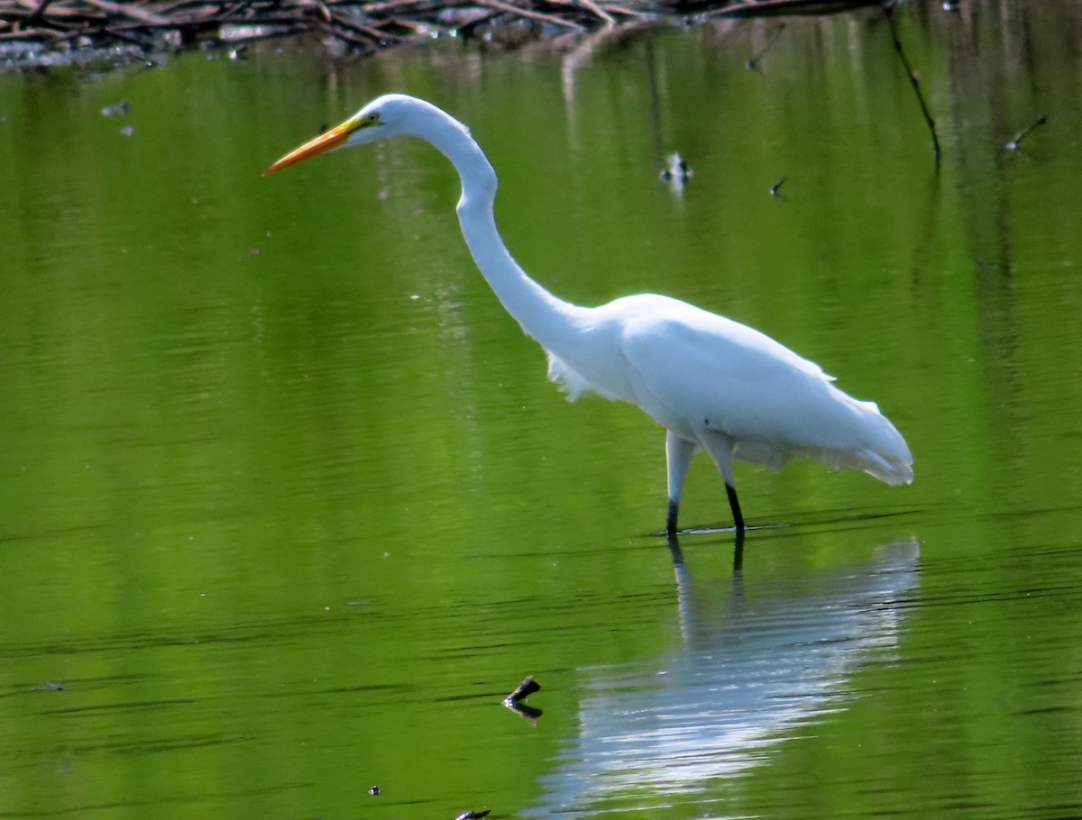 Great Egret - ML622049189