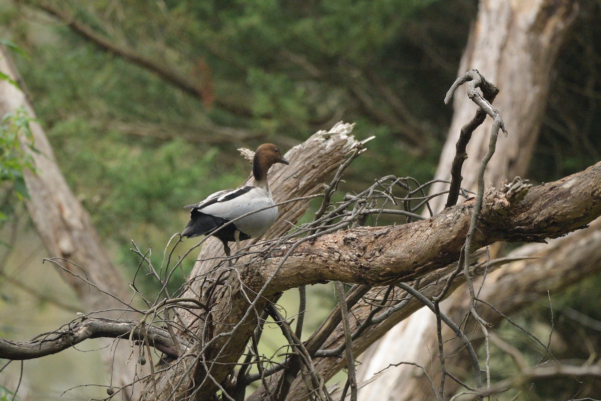 Maned Duck - ML622049191