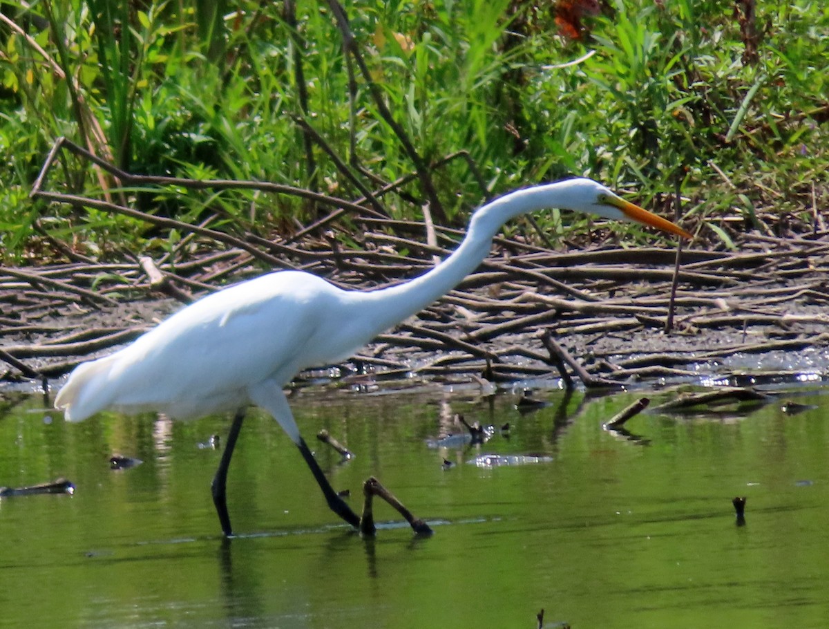 Great Egret - ML622049192