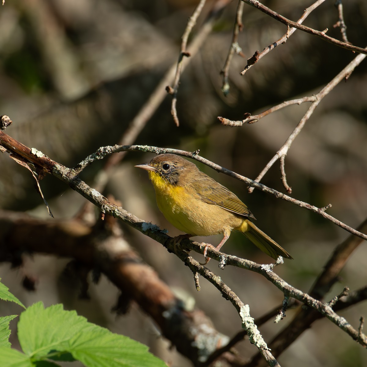 Common Yellowthroat - ML622049193