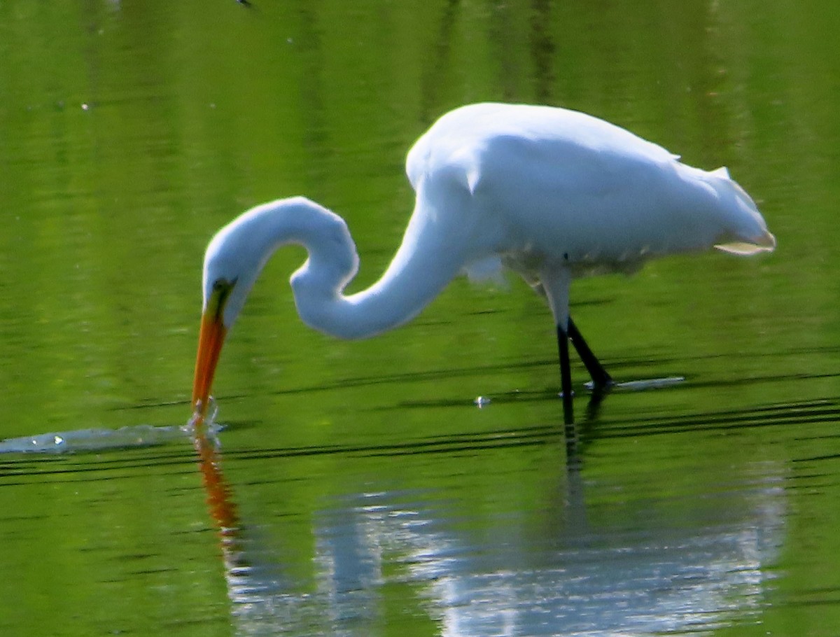 Great Egret - ML622049194