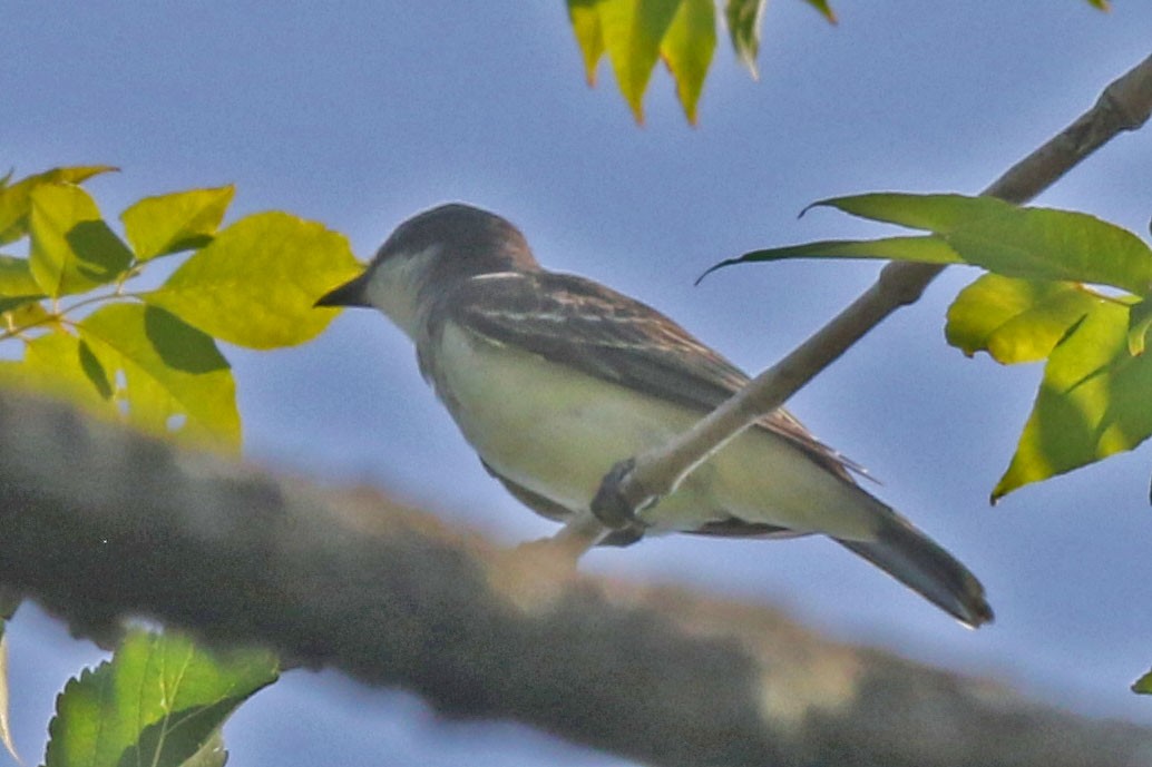 Eastern Phoebe - ML622049195