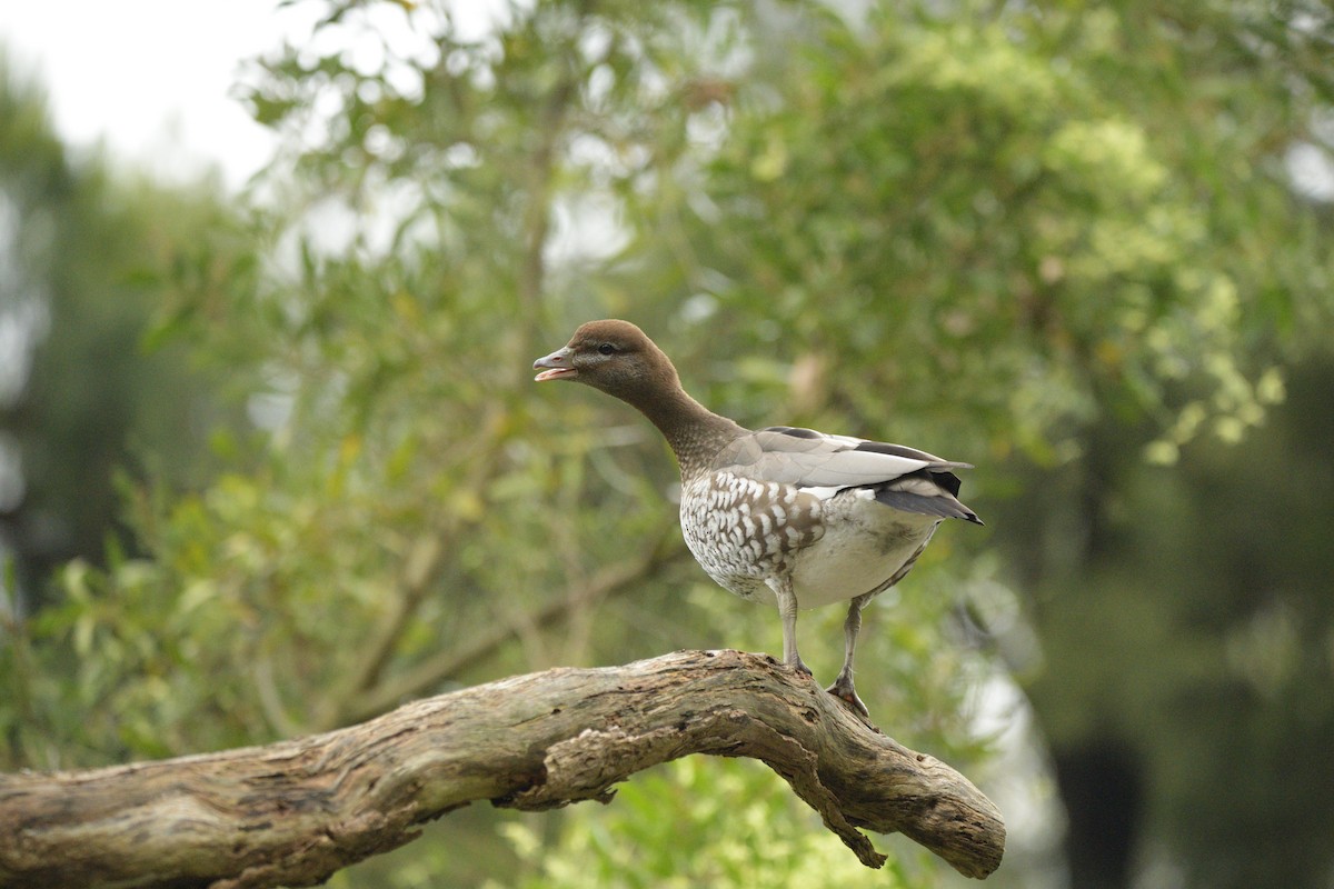 Maned Duck - ML622049196