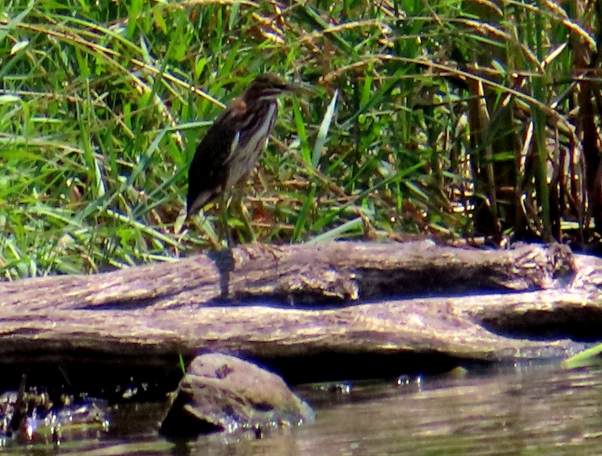 Green Heron - ML622049197