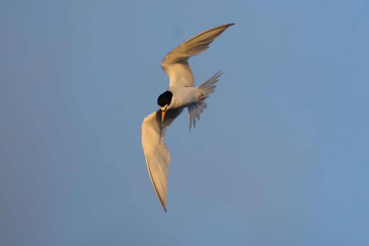 Least Tern - ML622049198