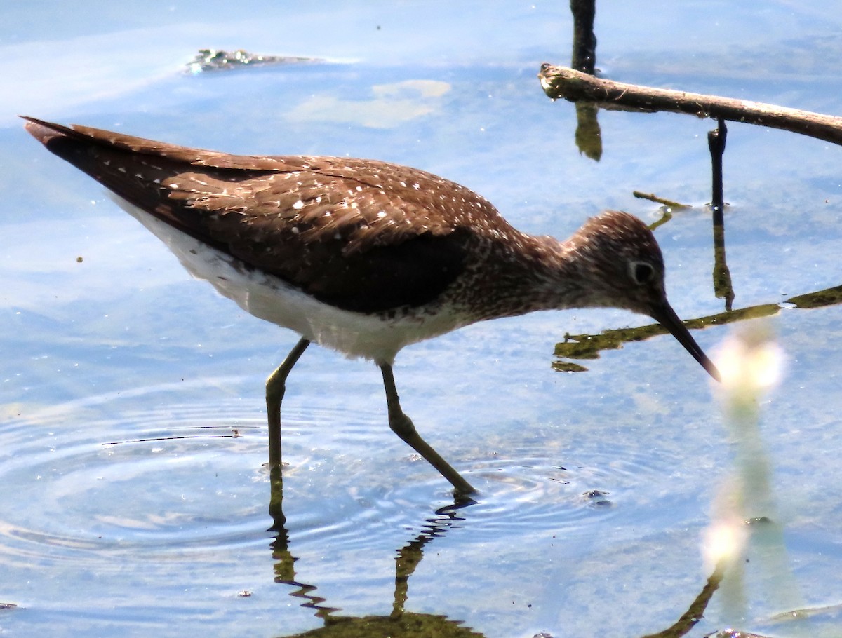 Spotted Sandpiper - ML622049199