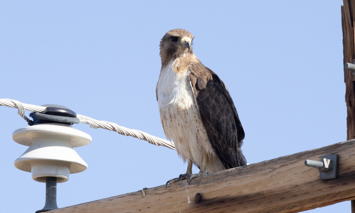 Red-tailed Hawk - Brian Sullivan