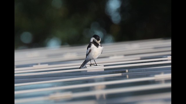 White Wagtail - ML622049220