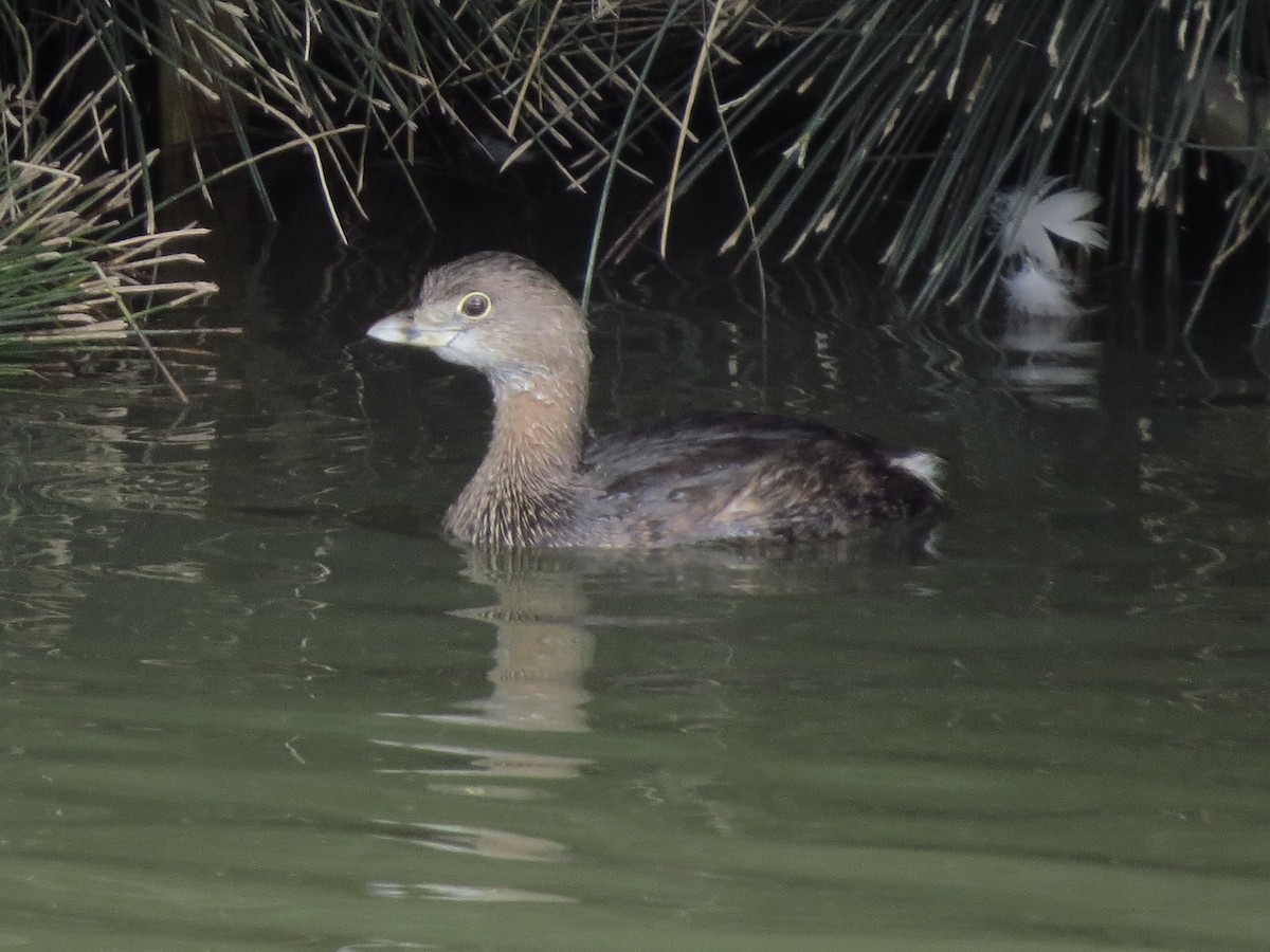 Pied-billed Grebe - ML622049243