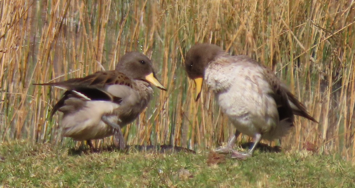 Yellow-billed Pintail - ML622049266