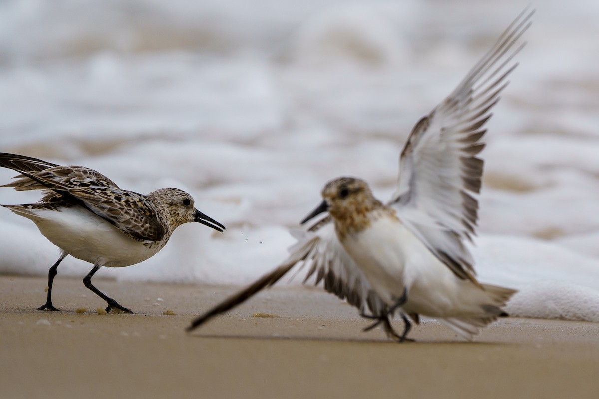 Sanderling - ML622049270