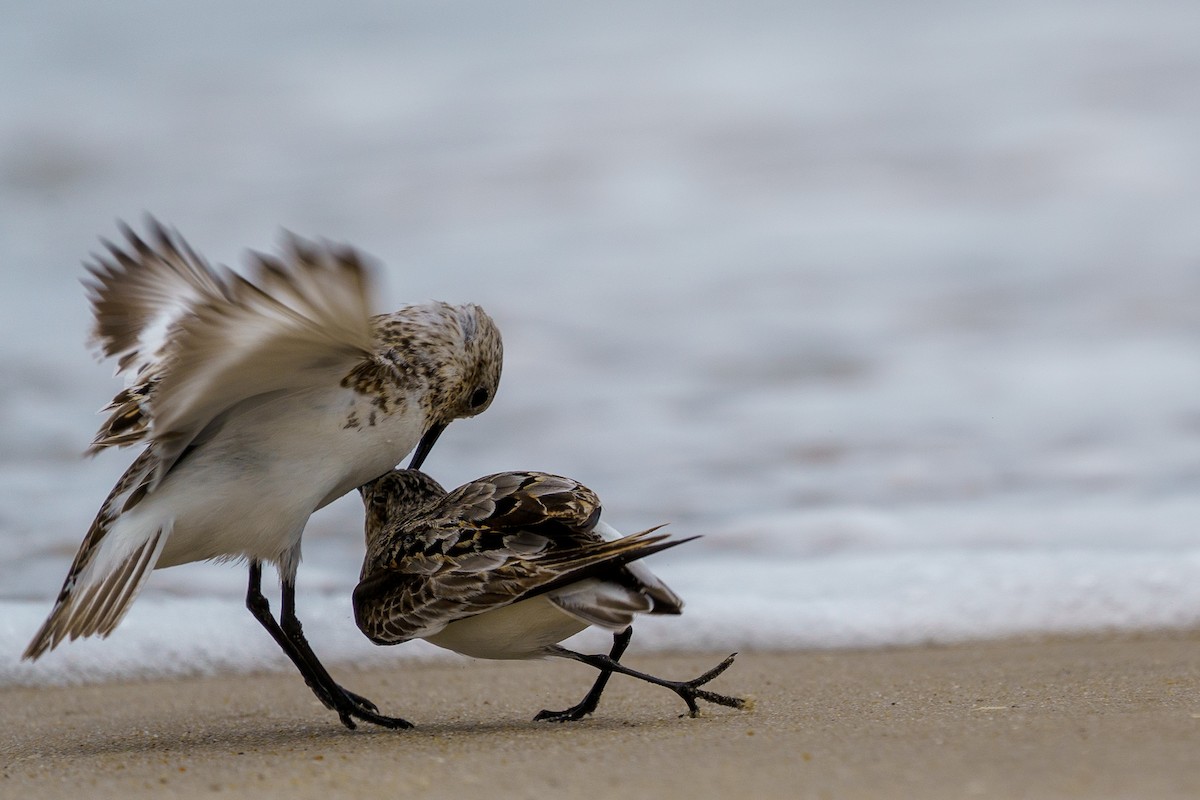 Sanderling - ML622049271