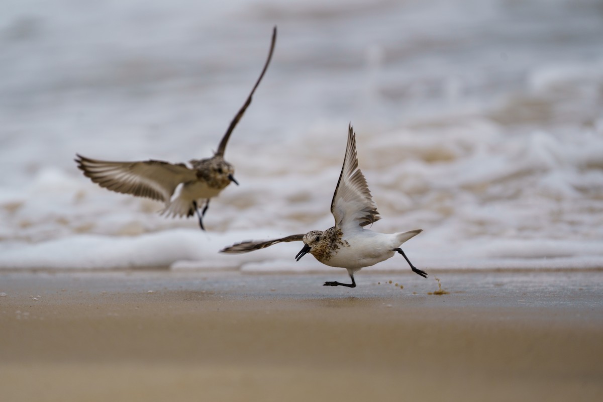 Sanderling - ML622049272