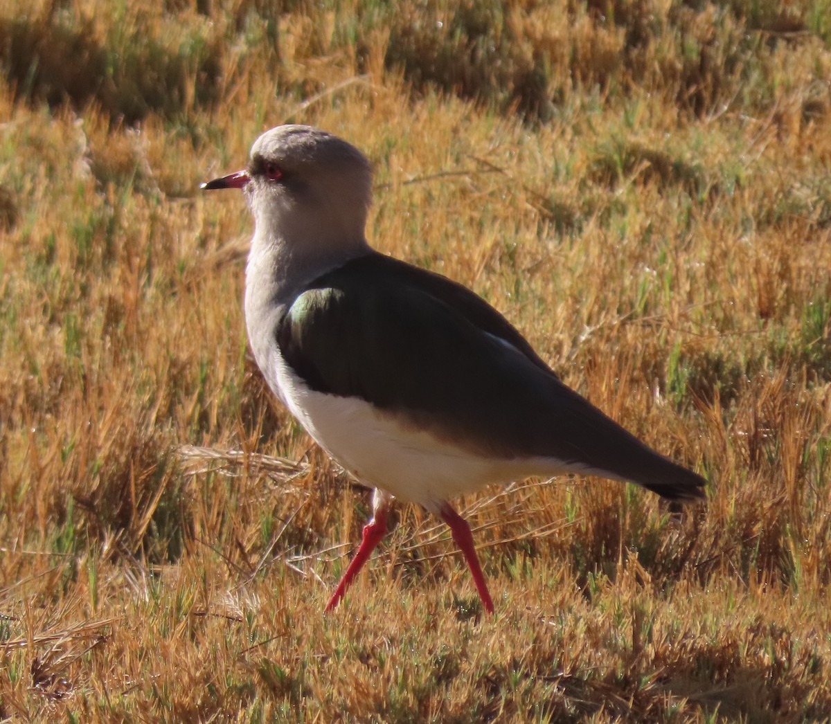 Andean Lapwing - ML622049294