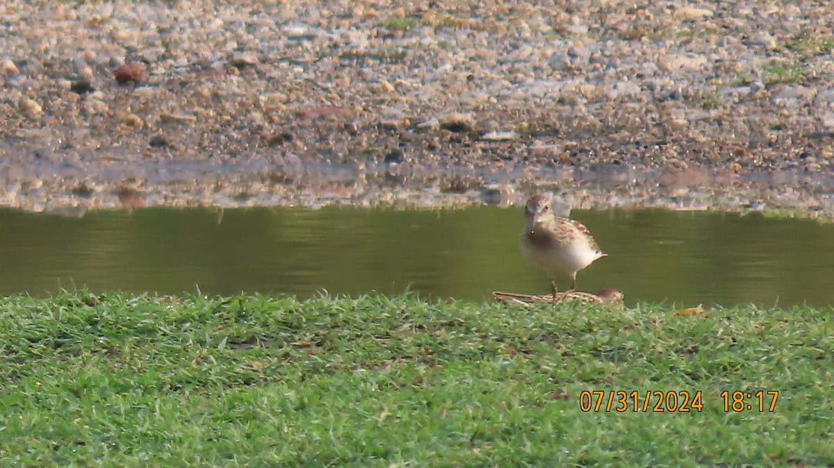 Least Sandpiper - Ed Wallace