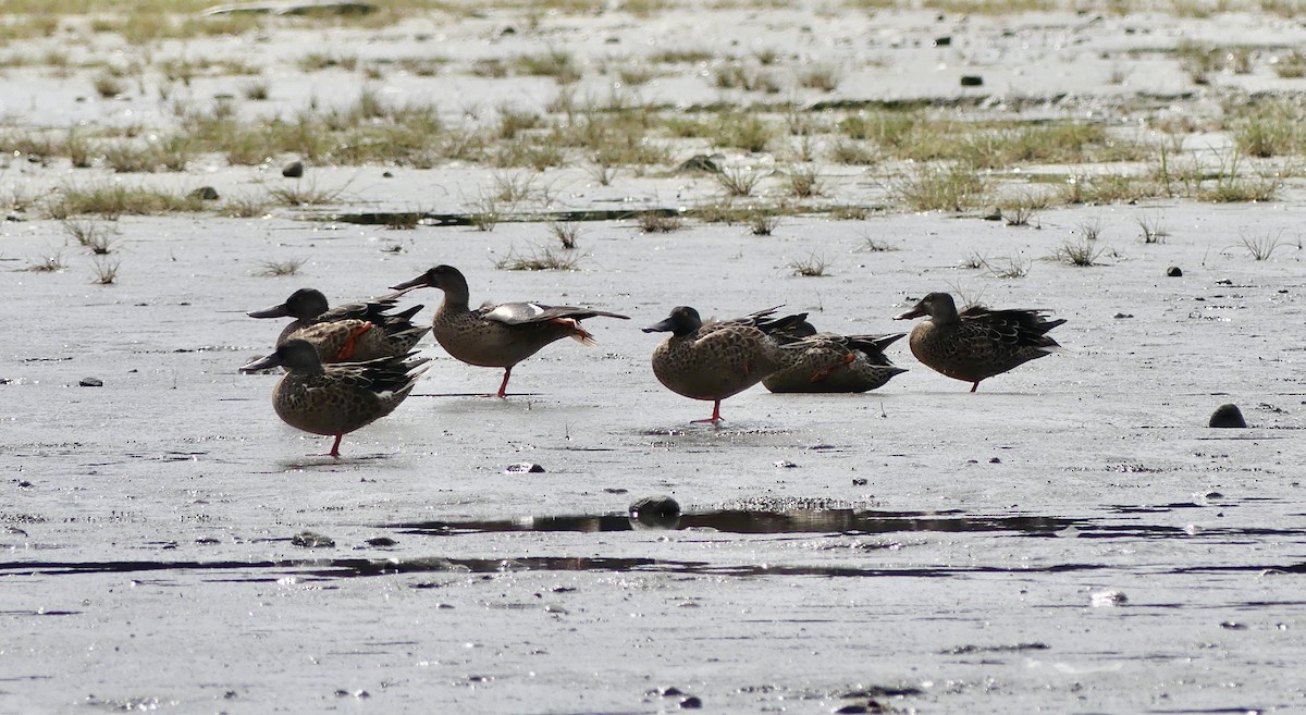 Northern Shoveler - ML622049362