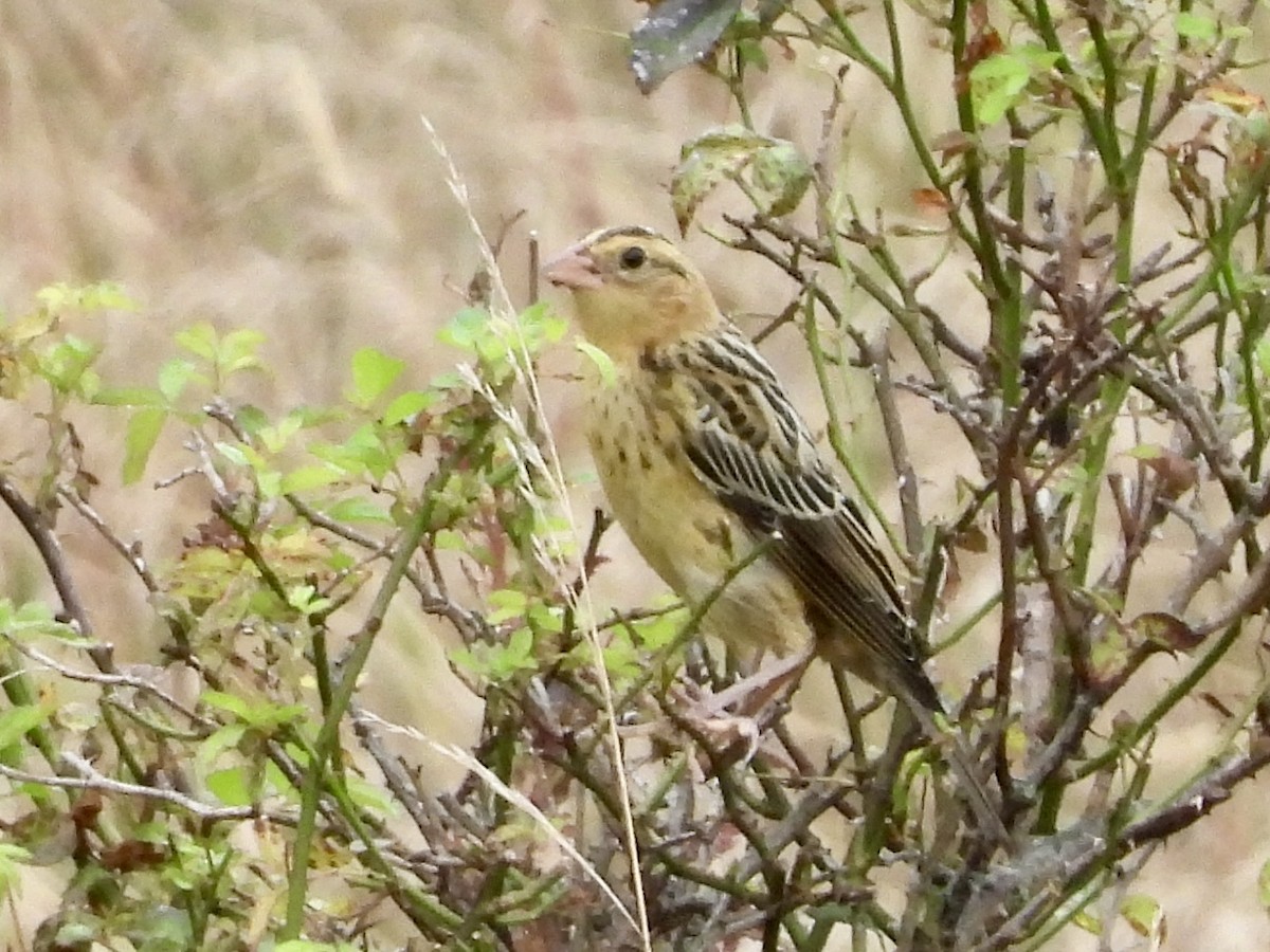 Bobolink - ML622049377