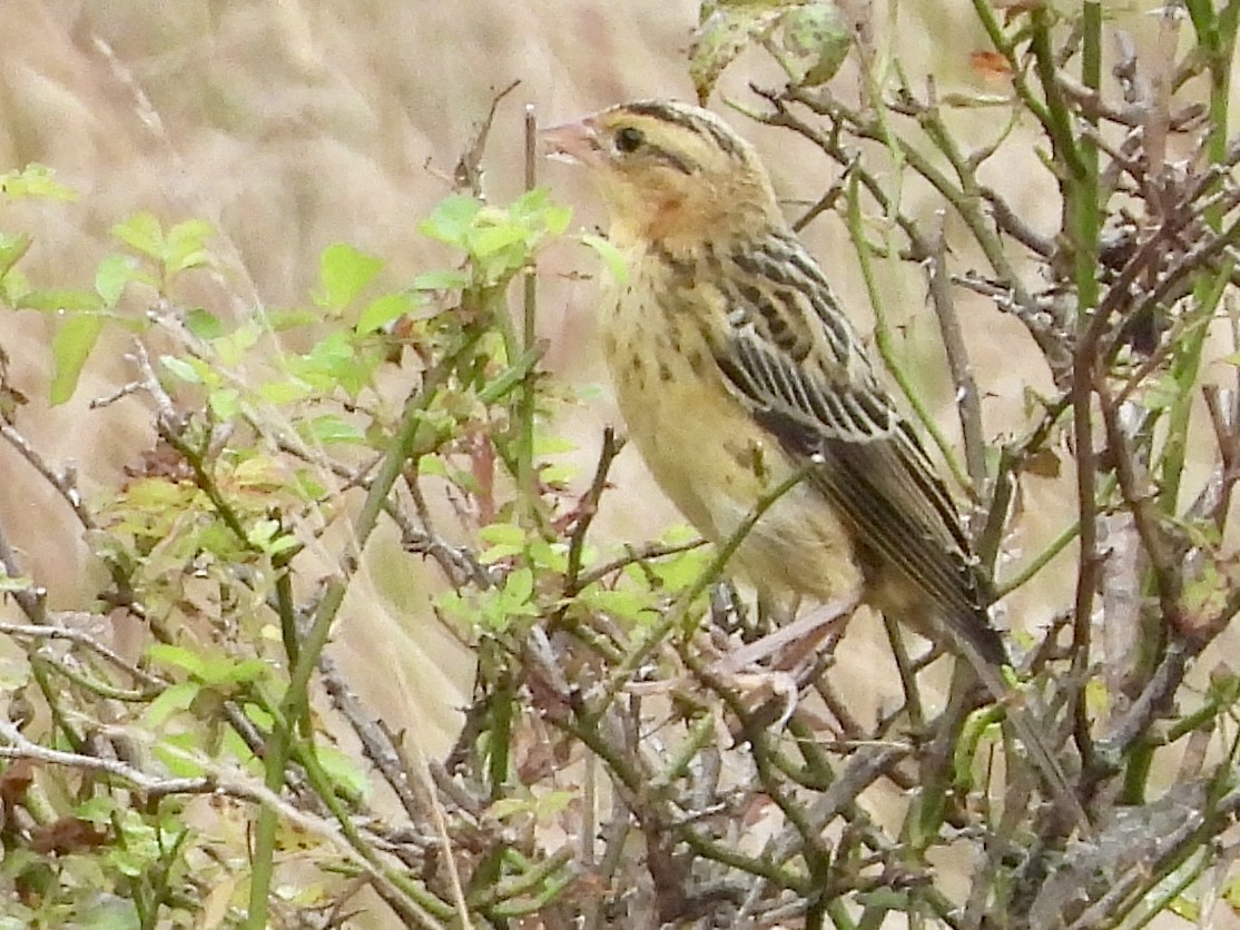 Bobolink - ML622049378