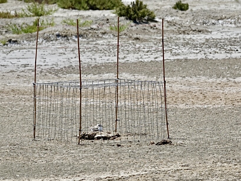 Snowy Plover - ML622049398