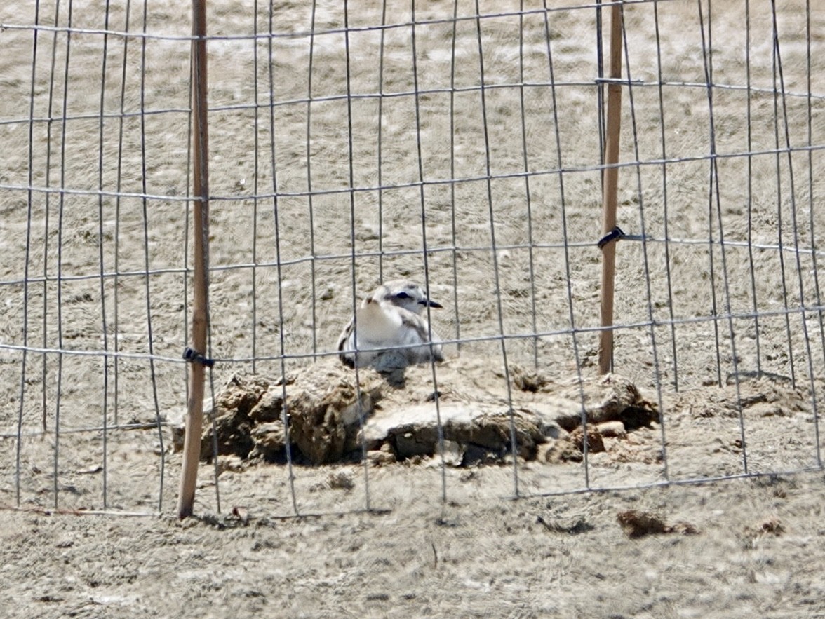 Snowy Plover - ML622049399