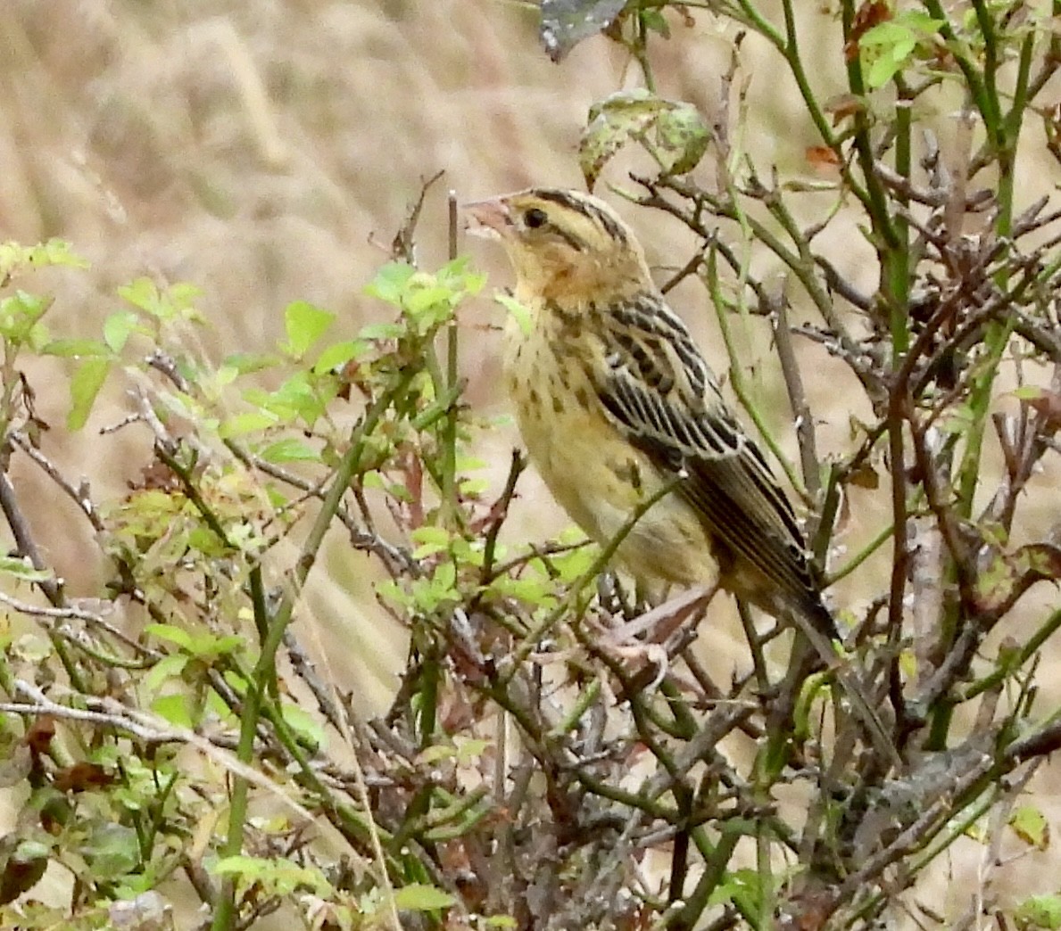 Bobolink - Stella Miller