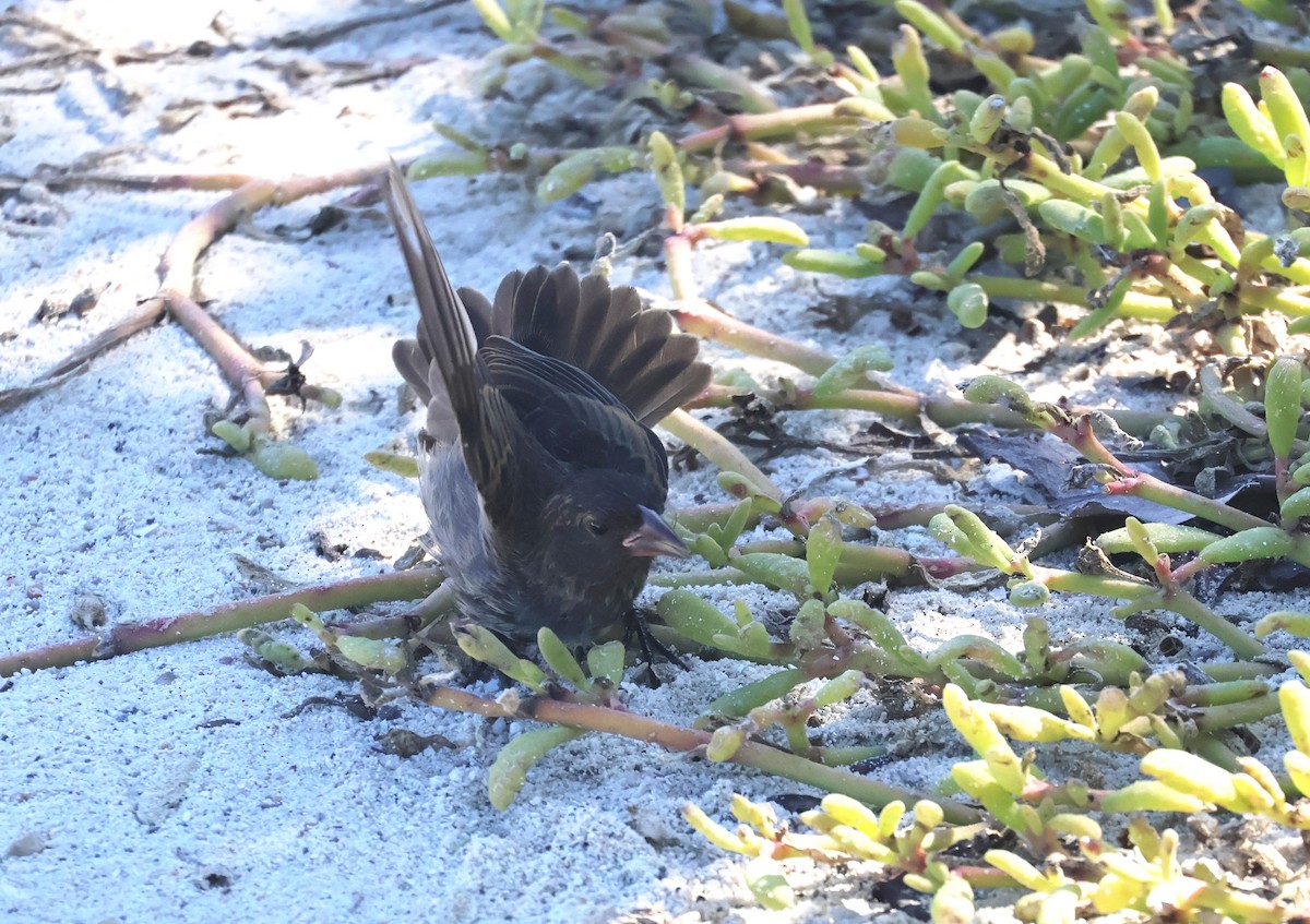 Genovesa Ground-Finch - Judy Walker