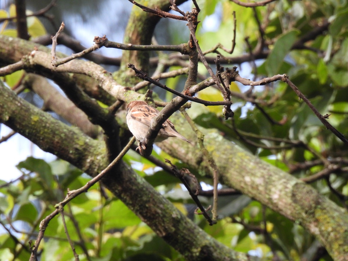 House Sparrow - ML622049452