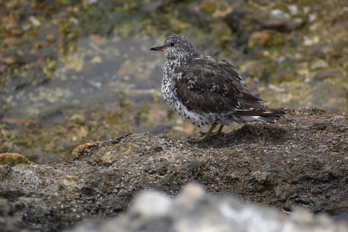 Surfbird - Matthew Law