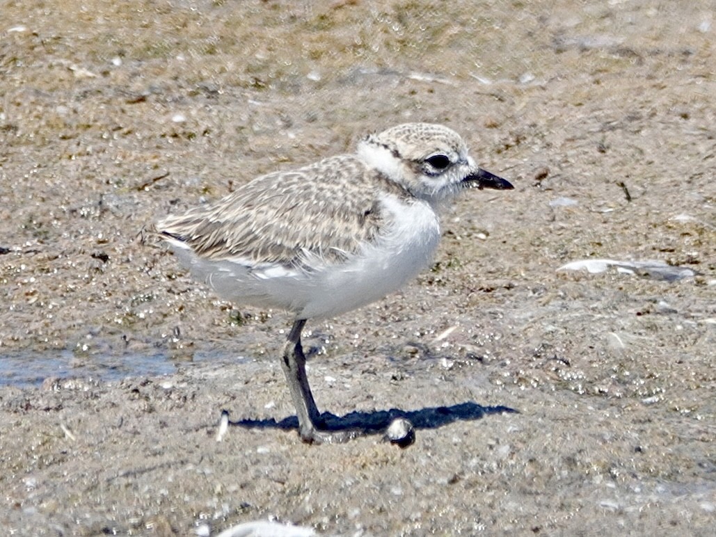 Snowy Plover - ML622049466