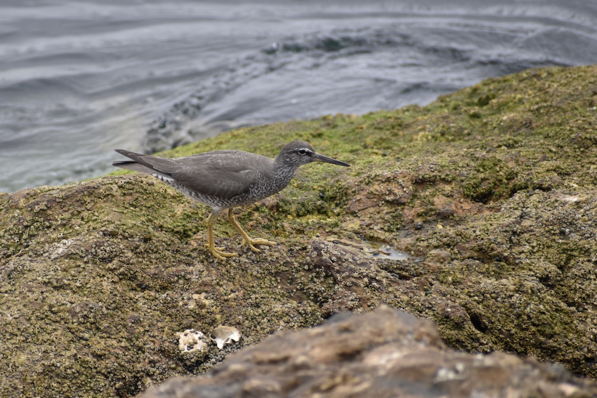 Wandering Tattler - ML622049473