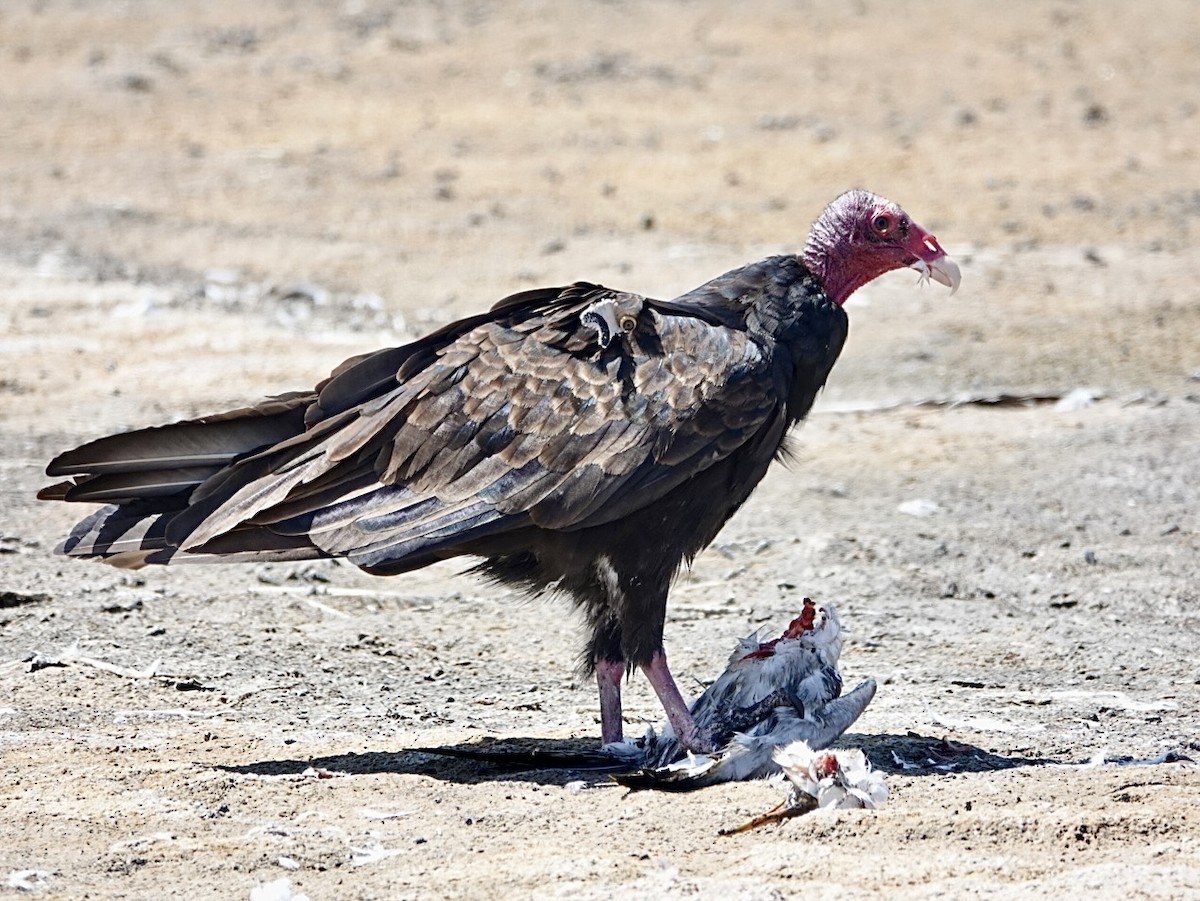 Turkey Vulture - ML622049486