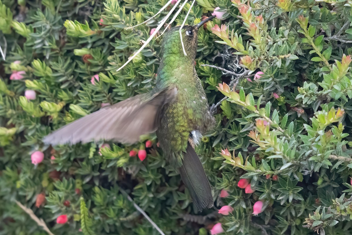 kolibřík Williamův - ML622049495