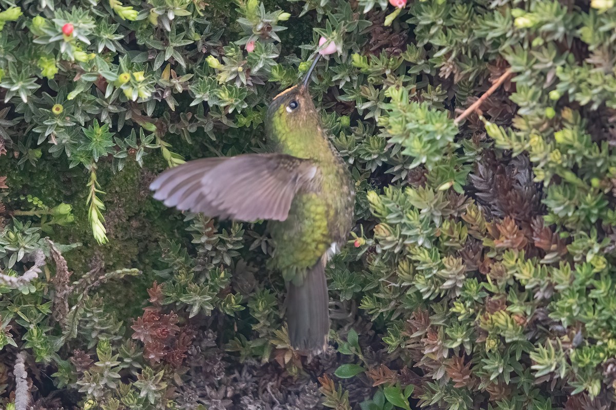 kolibřík Williamův - ML622049496