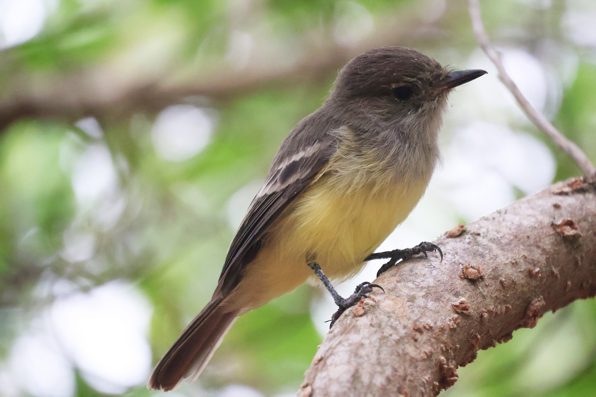 Galapagos Flycatcher - ML622049500