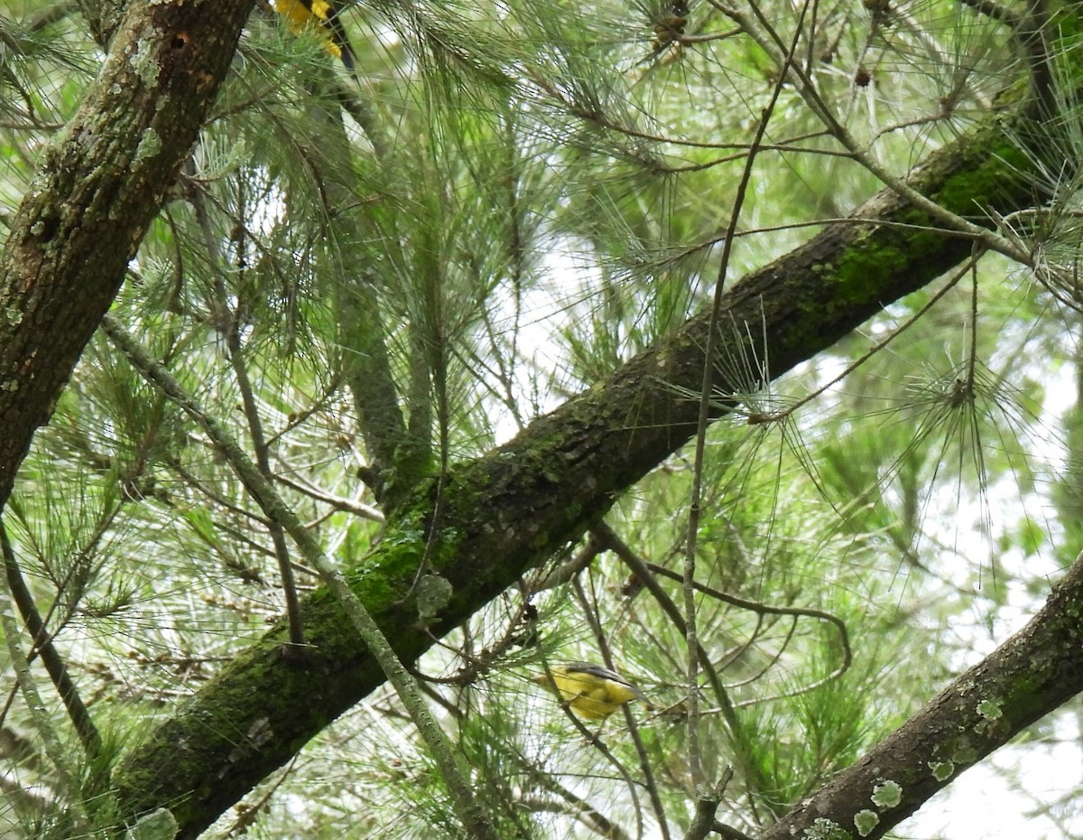 Lesser Goldfinch - ML622049502