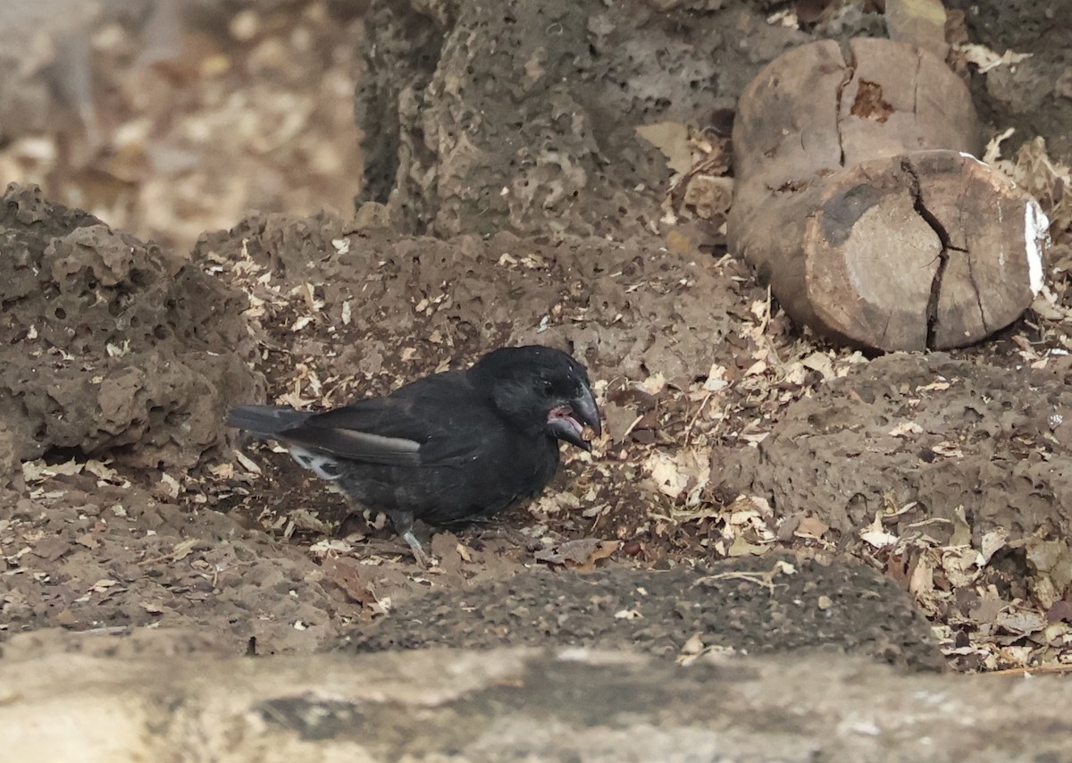 Large Ground-Finch - ML622049503