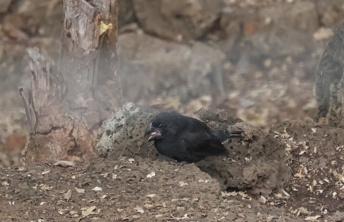 Large Ground-Finch - ML622049504