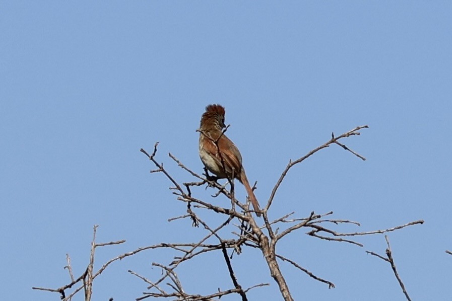 Rufous-winged Antshrike - ML622049507