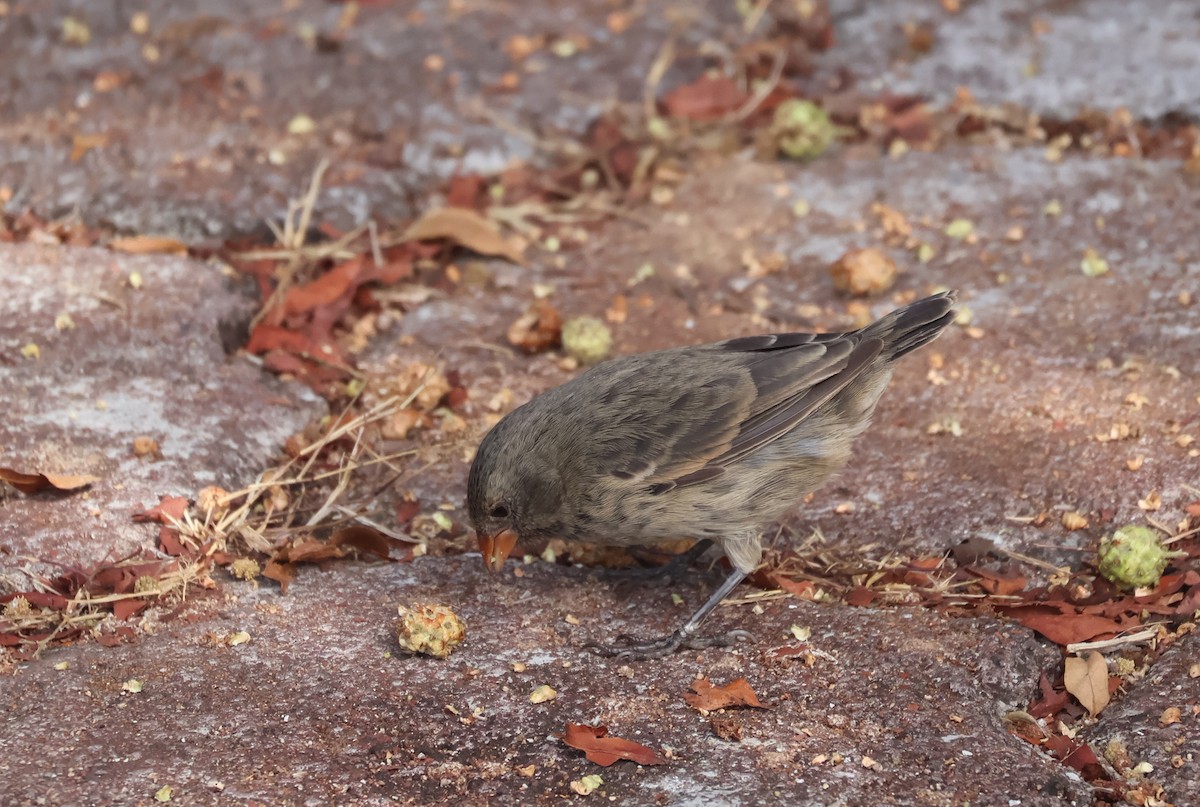 Small Ground-Finch - ML622049509