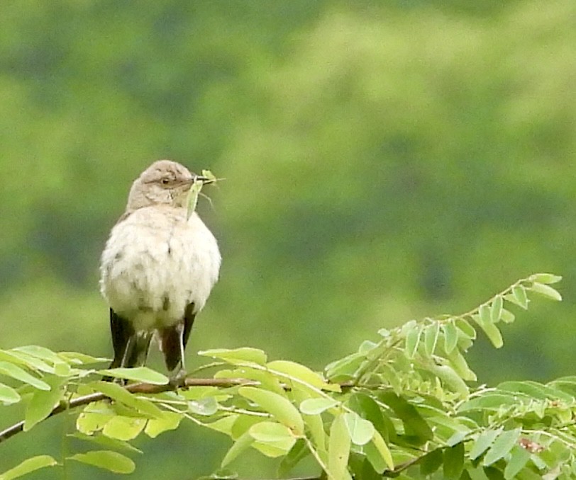 Northern Mockingbird - ML622049514