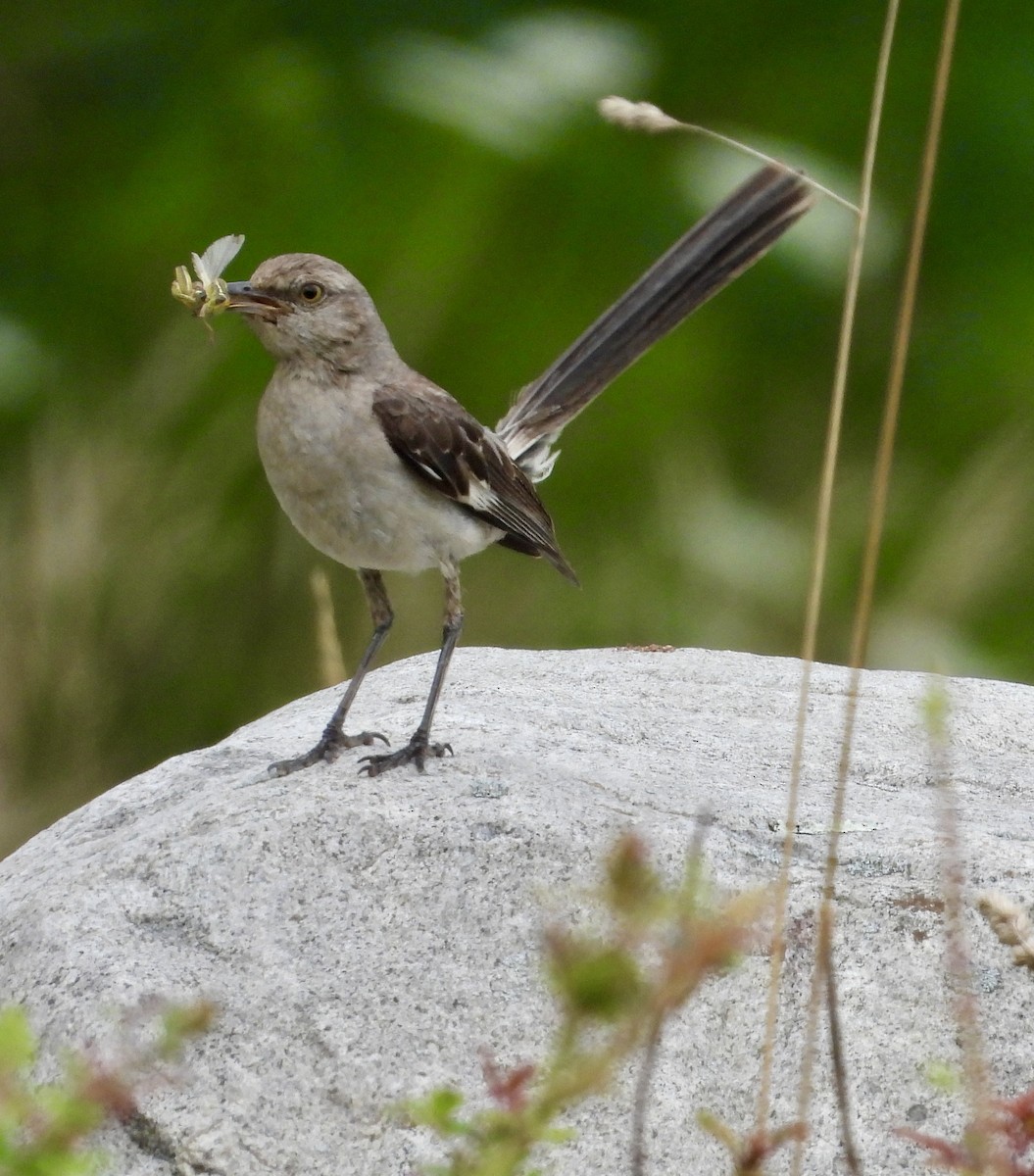 Northern Mockingbird - ML622049515