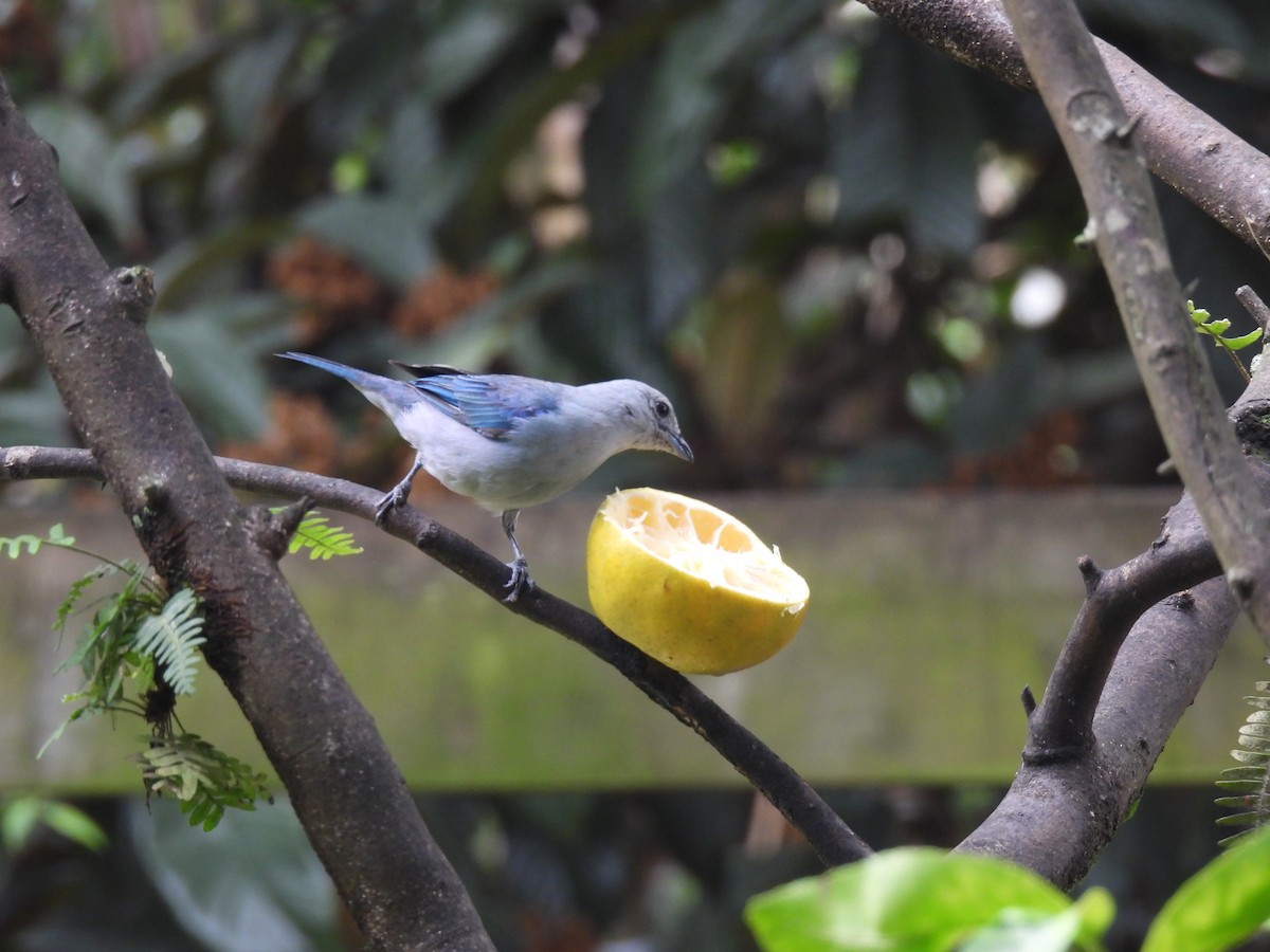 Blue-gray Tanager - ML622049518