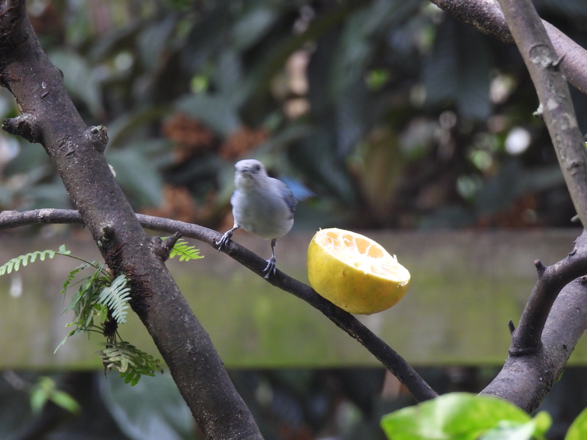 Blue-gray Tanager - ML622049519