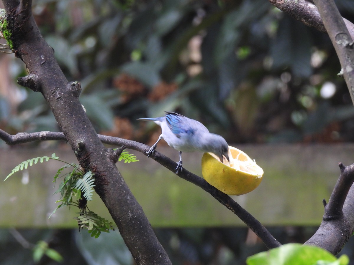 Blue-gray Tanager - ML622049520