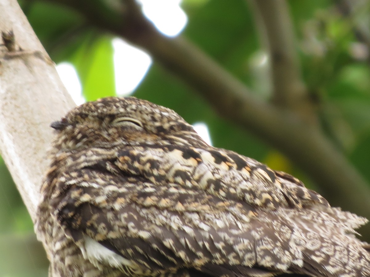 Common Nighthawk - ML622049530